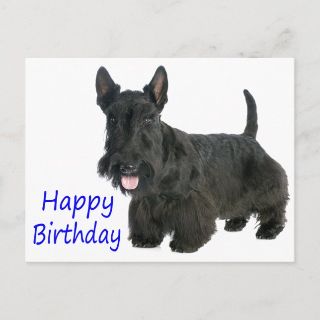 Happy Birthday Scottish Terrier Puppy Postcard (Front)