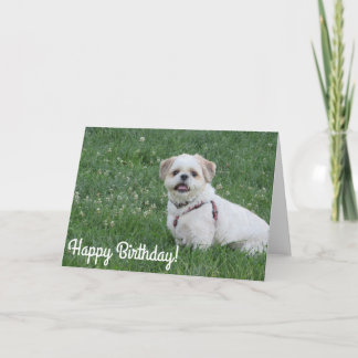 Happy Birthday Shih tzu card