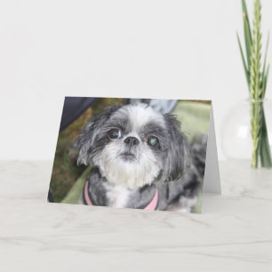 Happy Birthday Shih Tzu Girl Greeting Card