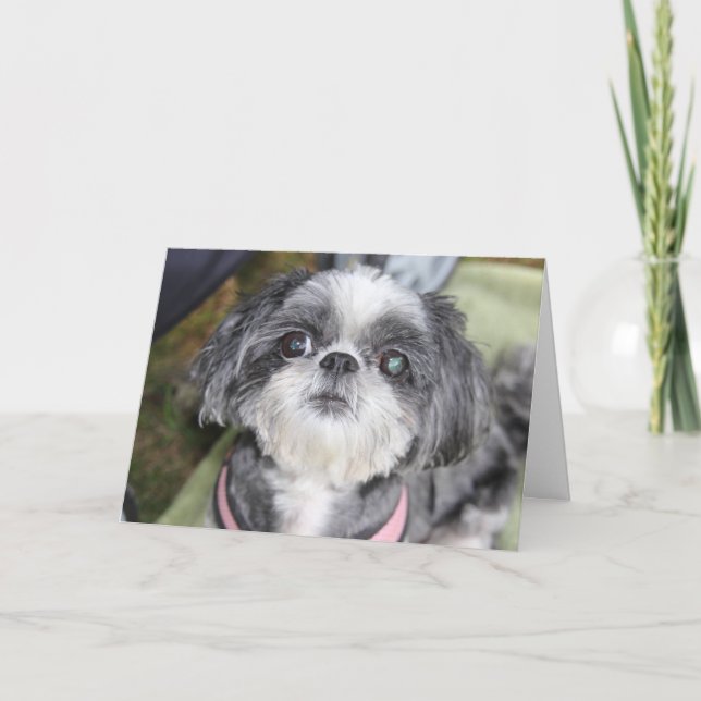 Happy Birthday Shih Tzu Girl Greeting Card (Front)