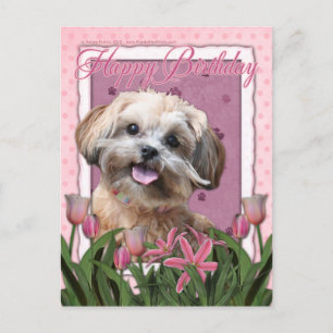Happy Birthday - ShihPoo - Maggie Postcard