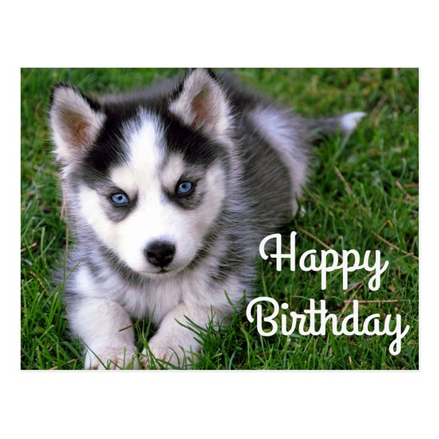 mini siberian husky puppies