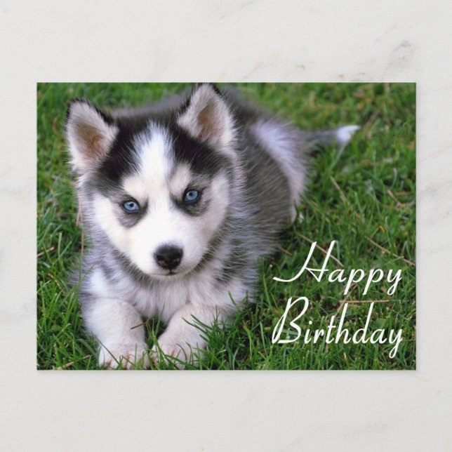 Happy Birthday Siberian Husky Puppy Dog Post Card (Front)