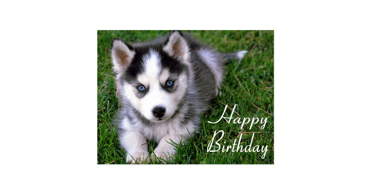 Happy Birthday Siberian Husky Puppy Dog Post Card Zazzle
