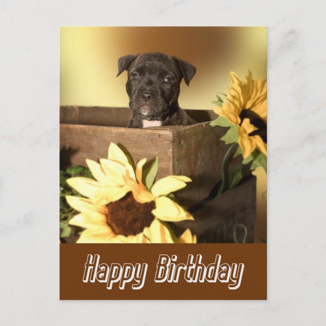 Happy Birthday Staffordshire Terrier Dog Post Card (Front)