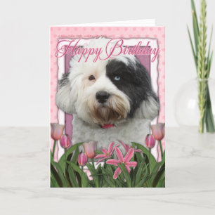 Happy Birthday - Tibetan Terrier Card