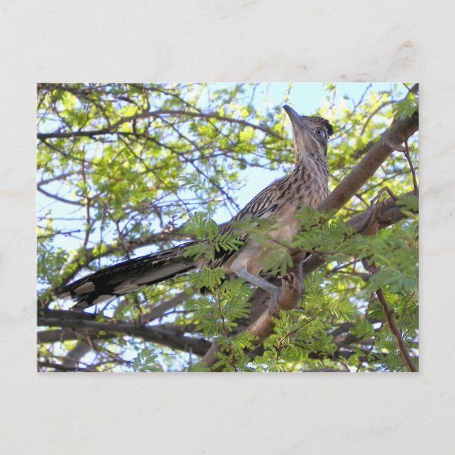 Happy birthday to a special friend. postcard (Front)