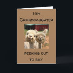 HAPPY *BIRTHDAY* TO MY *GRANDDAUGHTER* CARD<br><div class="desc">TO THE **BEST GRANDDAUGHTER EVER*** HAPPY BIRTHDAY AND I AM SO HAPPY YOU ARE "MY BROTHER"!!!! THANK YOU FOR STOPPING BY ONE OF MY EIGHT STORES!!!</div>