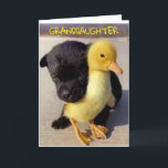 HAPPY BIRTHDAY TO YOU **GRANDDAUGHTER** CARD<br><div class="desc">HAPPY BIRTHDAY  ***GRANDDAUGHTER**** THANKS FOR STOPPING BY ONE OF MY EIGHT STORES!</div>