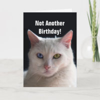 Happy Birthday Turkish Angora Cat Humour