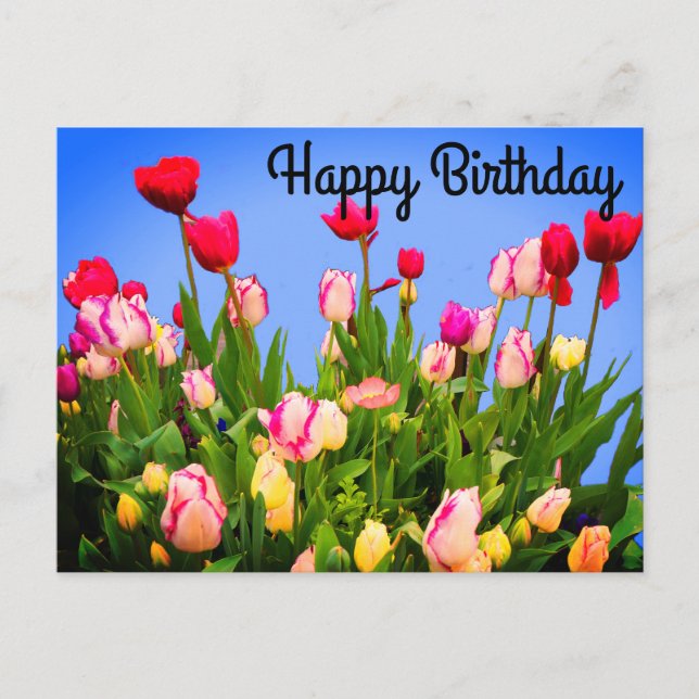 Happy Birthday Various Tulips #3 Postcard (Front)