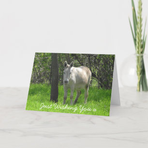 Happy Birthday White Donkey Photo Card
