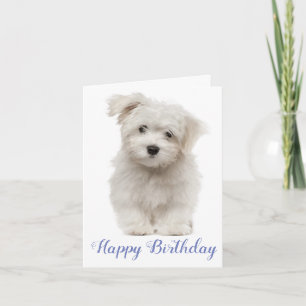 Happy Birthday White Maltese Puppy Dog Blue Card