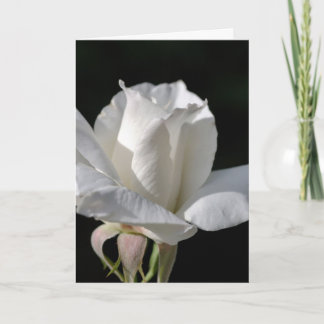 Happy Birthday - White Rose Card