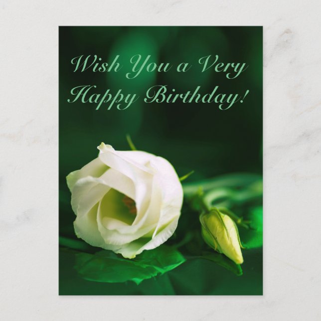 Happy birthday white rose on green postcard (Front)