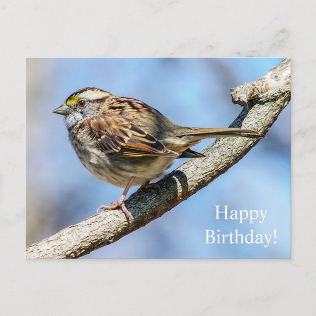 Happy Birthday White-Throated Sparrow Postcard (Front)