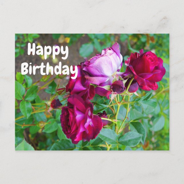 Happy Birthday Wild Blue Yonder Rose #1 Postcard (Front)