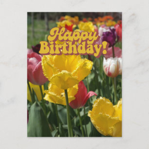 Happy Birthday Yellow and Pink Tulips Floral Postcard