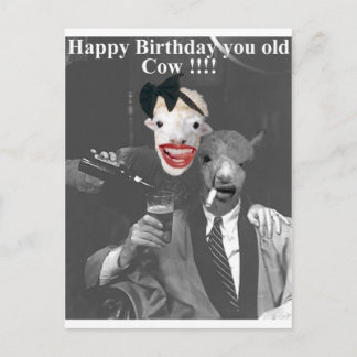 Happy Birthday you old Cow! Postcard