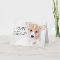 Happy Birthday | Young Corgi Puppy