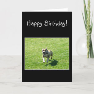 Happy Bithday Pitbull greeting card
