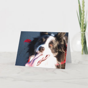 Happy Border Collie Holiday Card