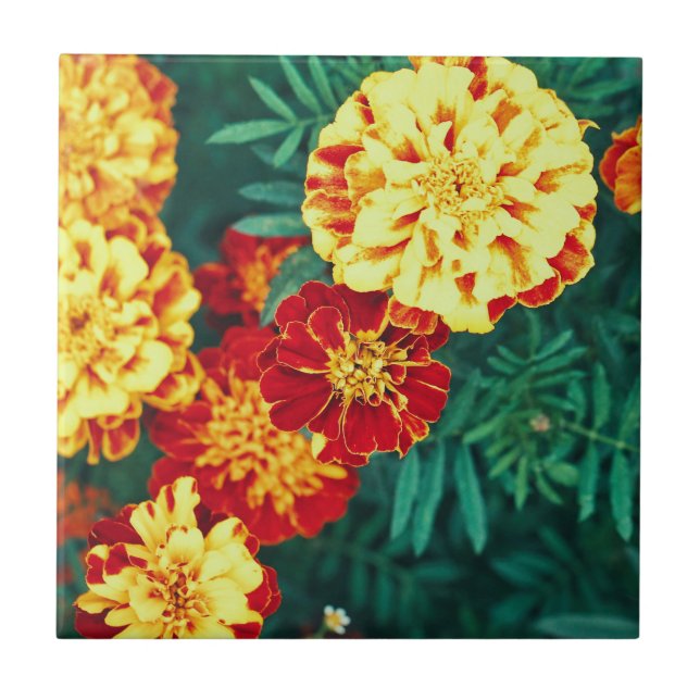 Happy Bright Marigold Flowers Floral Ceramic Tile (Front)