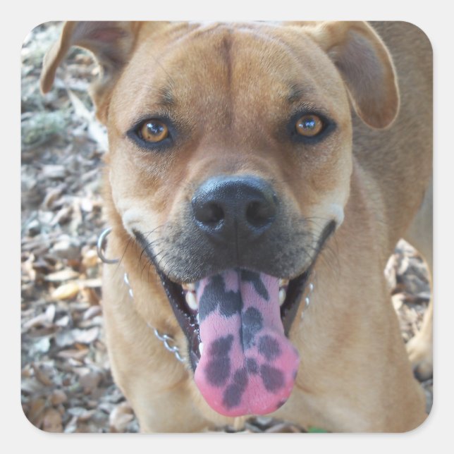 Happy Brown dog with spotted tongue Square Sticker (Front)