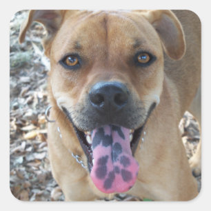 Happy Brown dog with spotted tongue Square Sticker