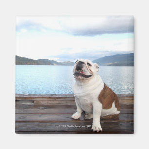 happy bull dog sitting on deck near lake magnet