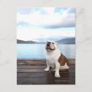 happy bull dog sitting on deck near lake postcard