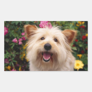 Happy Cairn Terrier Puppy Dog in Garden Sticker
