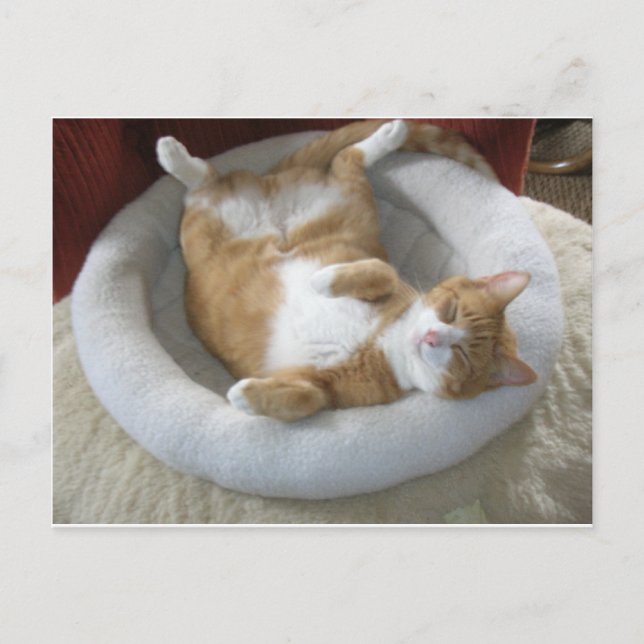 Happy Cat Postcard (Front)