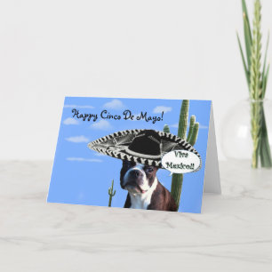 Happy cinco de Mayo boston terrier greeting card