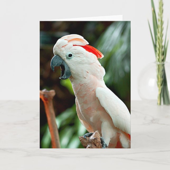 Happy cockatoo greeting card (Front)