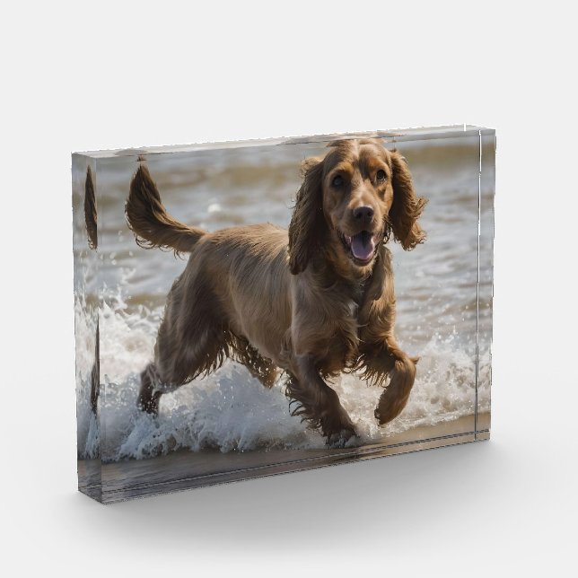 Happy Cocker Spaniel Beach Fun Day,  Photo Block (Left)