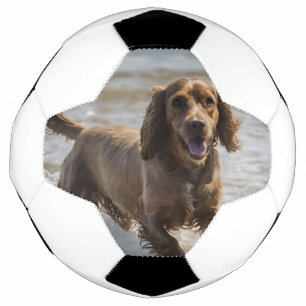 Happy Cocker Spaniel Beach Fun Day, Soccer Ball