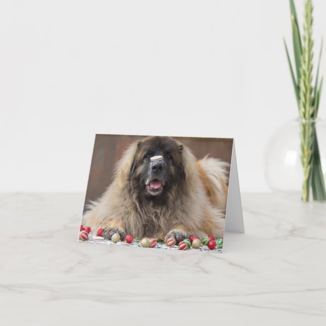happy cookie Leonberger Holiday Card (Front)