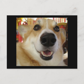 Happy Corgi postcard