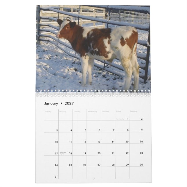 Happy Cows ~ 2013 Cow Calendar (Jan 2027)