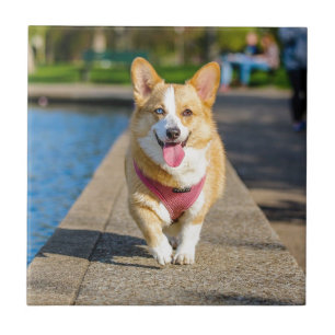 Happy Cute Blue and Brown eyed corgi panting Tile
