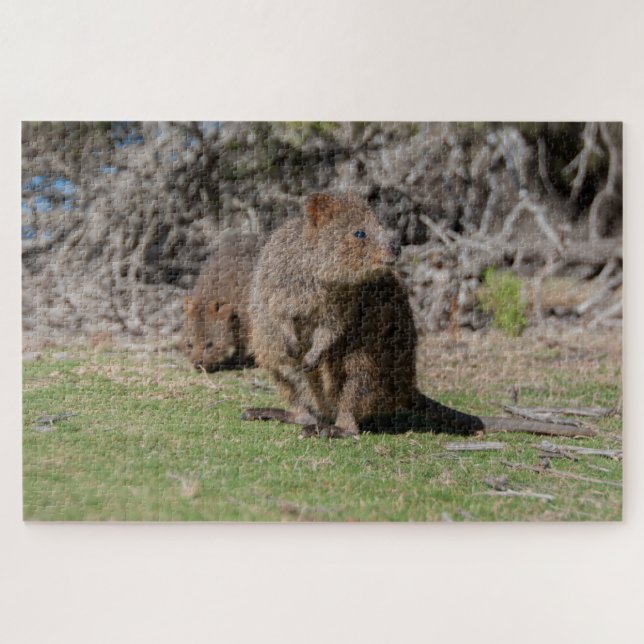 Happy & Cute Quokkas Rottnest Island, 1014 pieces Jigsaw Puzzle (Horizontal)