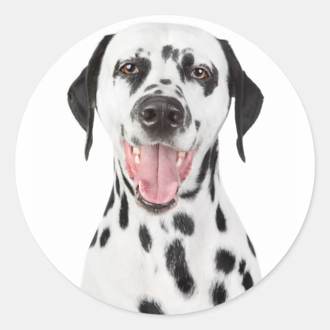 Happy Dalmatian Puppy Dog Greeting Stickers (Front)