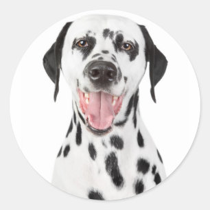 Happy Dalmatian Puppy Dog Greeting Stickers