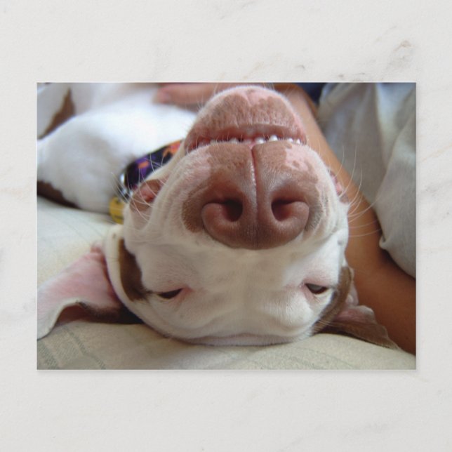 Happy Dog Postcard (Front)