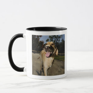 Happy dog running around exercising outdoors in mug