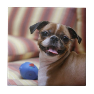 Happy Dog with Toy Ceramic Tile