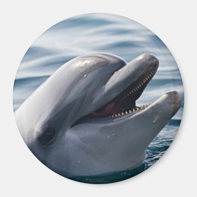 Happy Dolphin Close‑Up Above Blue Water Magnet (Front)