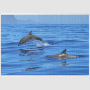 Happy Dolphins Tissue Paper