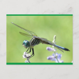 Happy DragonFly Postcard